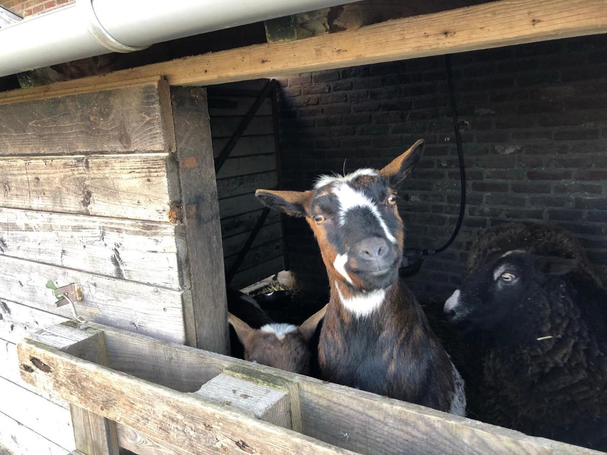 Hoeve De Binnenplaets Schimmert Exteriér fotografie